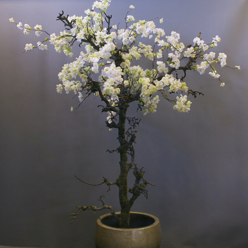 Japanse bloesemboom nep